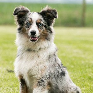 Miniature American Shepherds