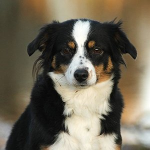 Miniature American Shepherds