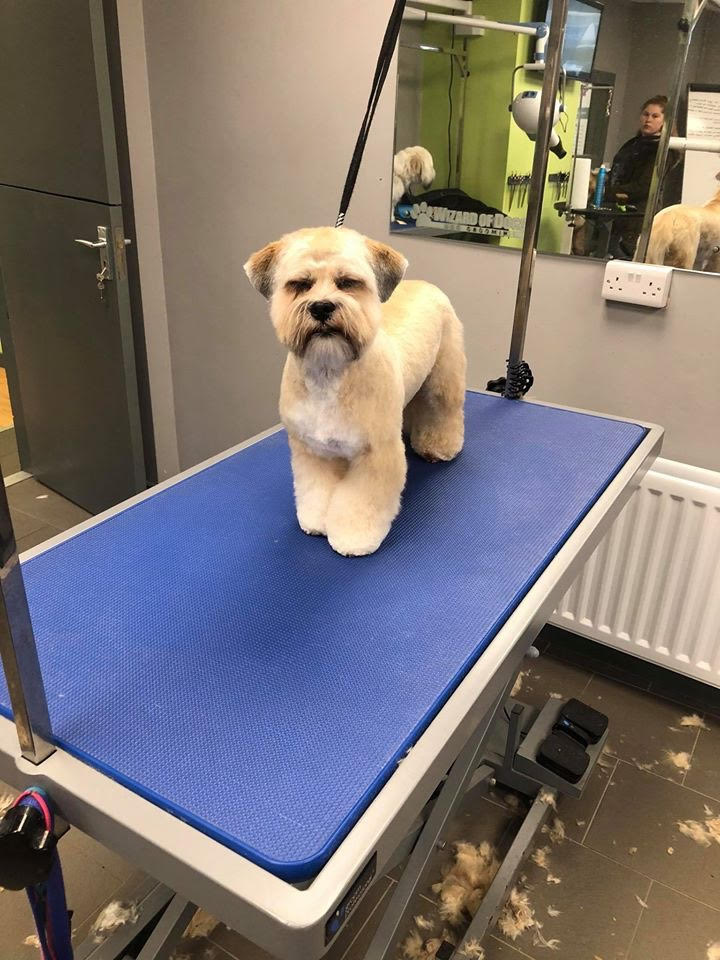 Dog washing in Cookstown or anywhere else in Northern Ireland