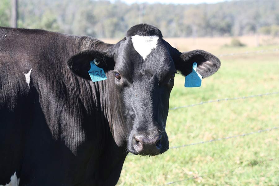 Black Cow — Veterinary Services in Nanango, QLD