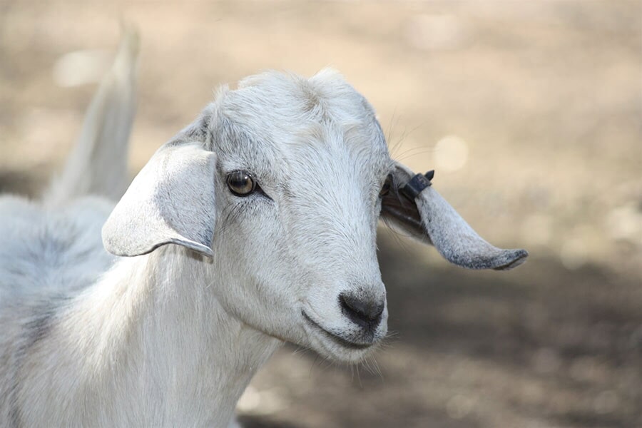 Goat — Veterinary Services in Nanango, QLD