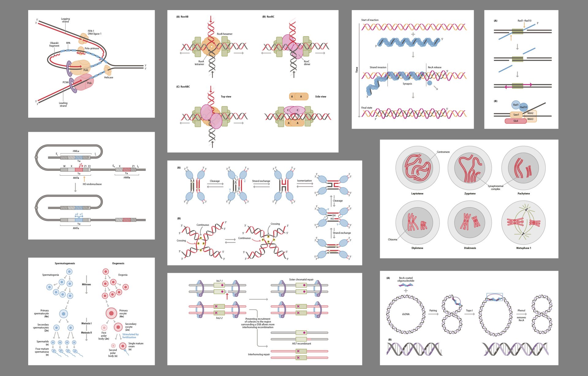 Scientific illustration print design typesetting GUI design animation