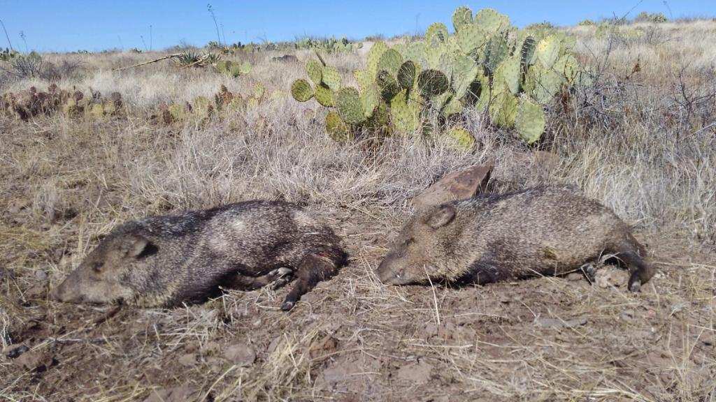 Arizona Mule Deer Hunting Outfitter, Arizona Elk Hunting Outfitter