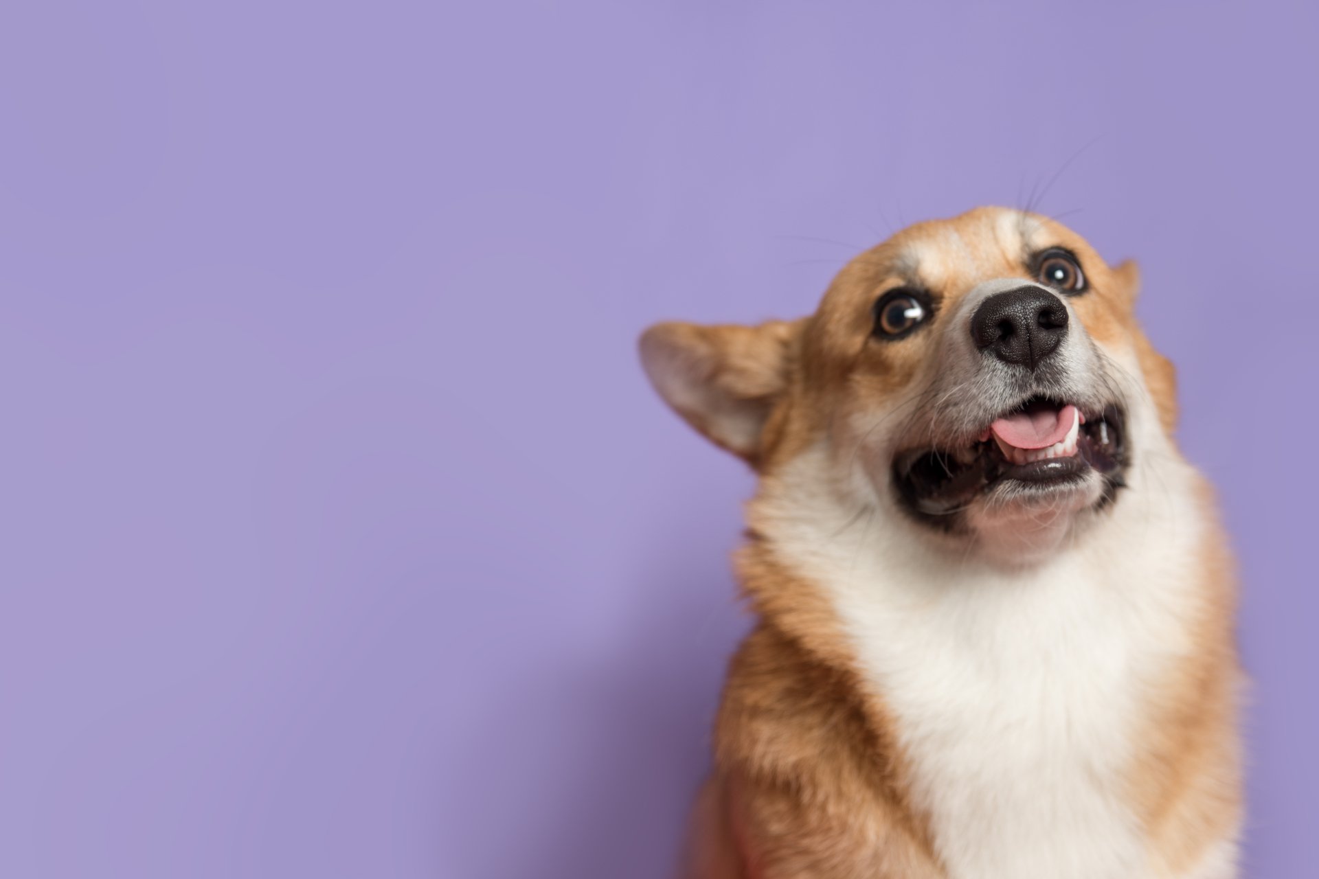 Pet Boarding, Dog & Cat Kennels, Animal Kennels Middletown, NJ Bow