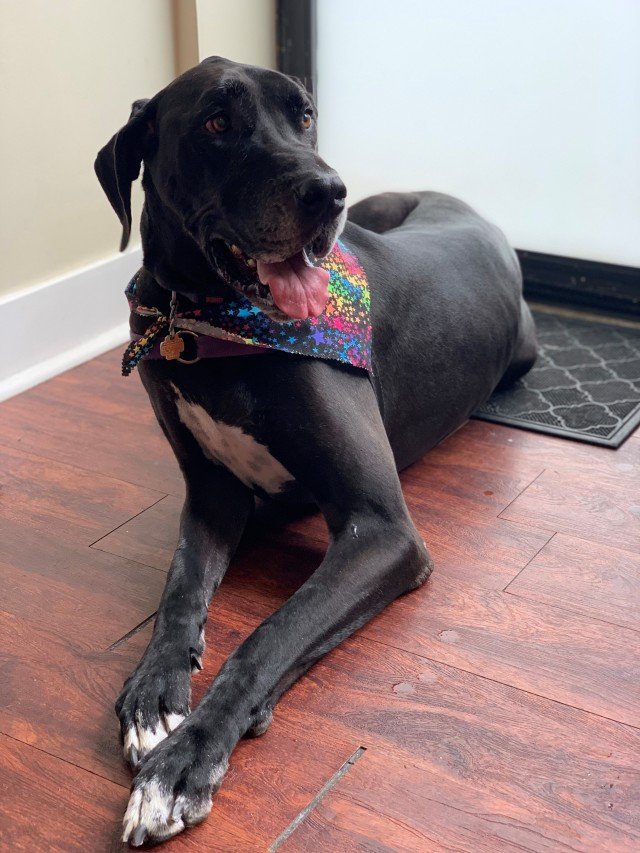 Pet Grooming Chicago, IL Buds N’ Suds