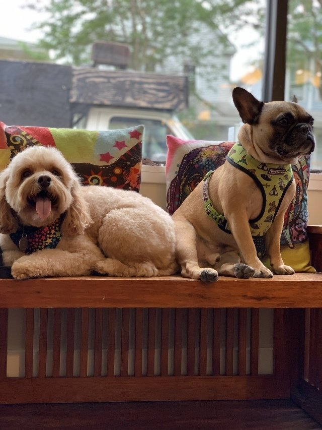 Pet Grooming Chicago, IL Buds N’ Suds