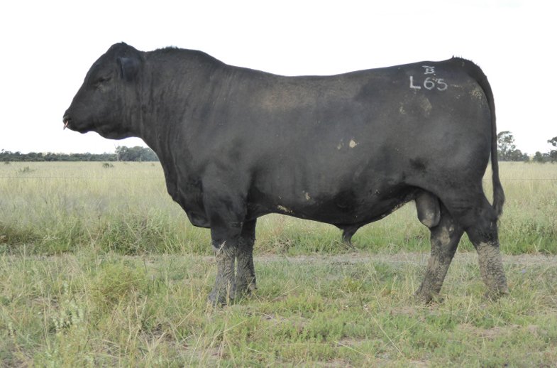 Snapshot of Guarantee For Bull Sales Registration Guarantee