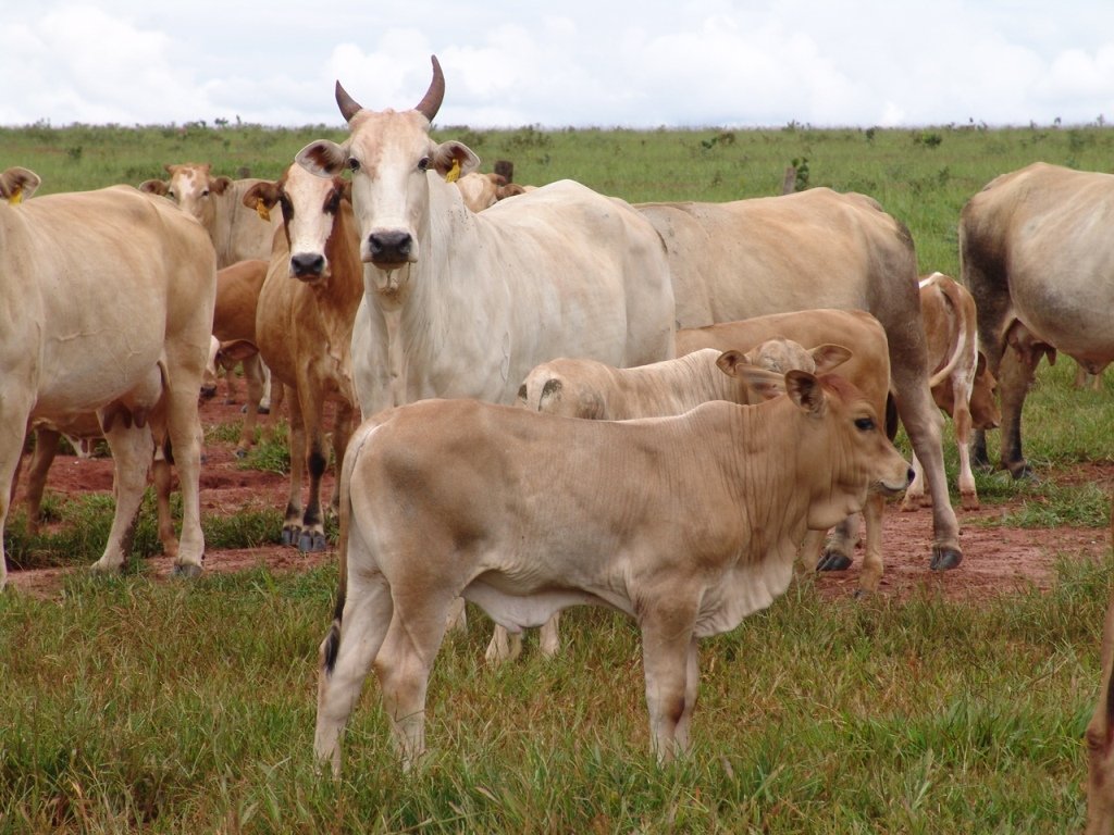 Breed | The Australian Senepol Cattle Breeders Association