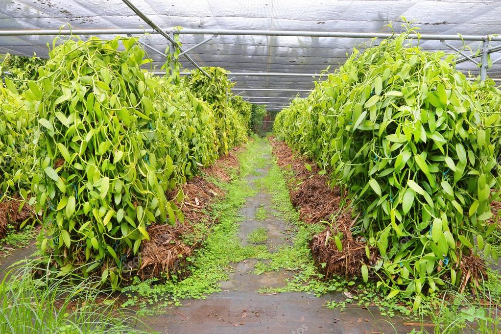 Premium Domestically Grown Vanilla Sunshine State Vanilla