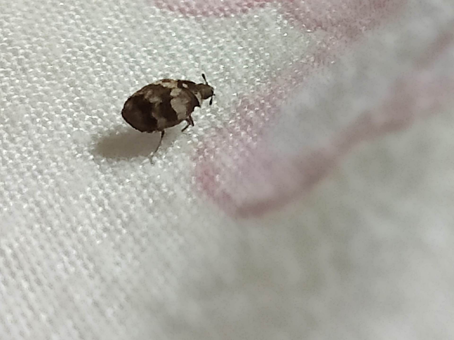 Comment se débarrasser des Anthrenes de tapis