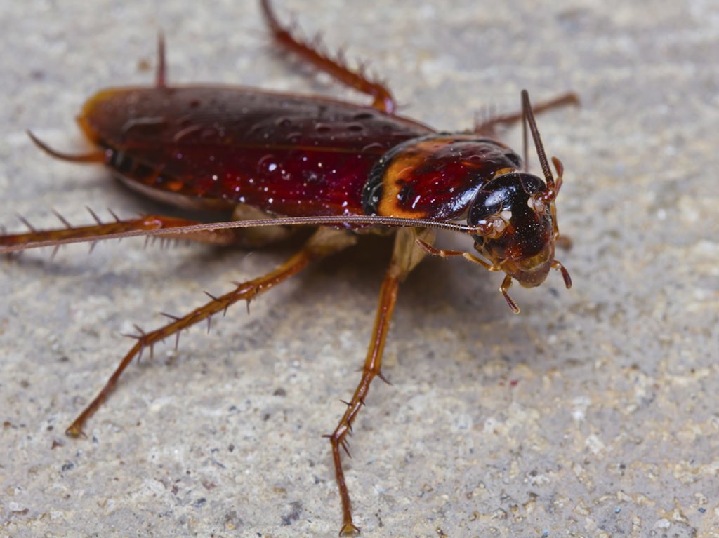 Comment se débarasser des chirons