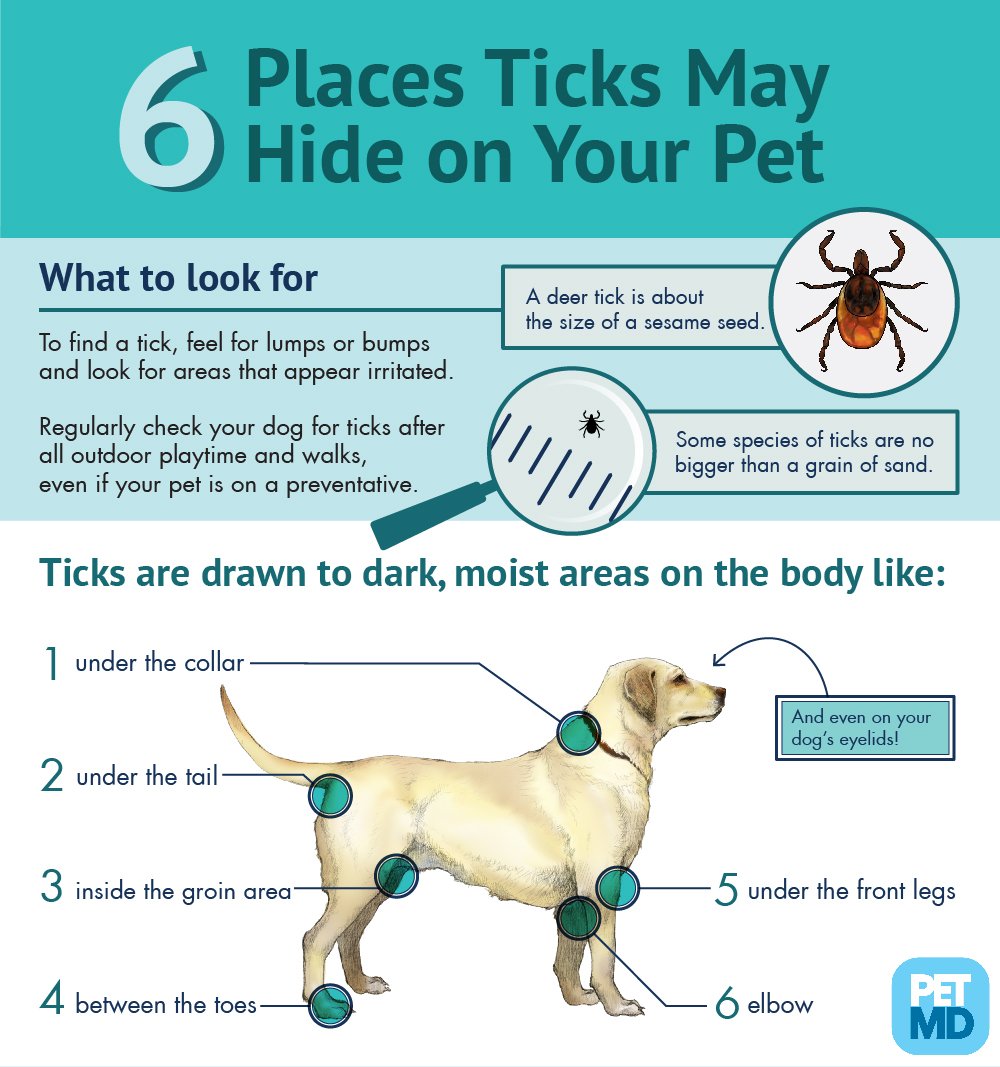 Flea and Tick Pest Control in Elk Grove, CA and surrounding area