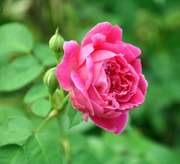 Plant &amp; Tree Nursery in Gainesville, FL Blooming House