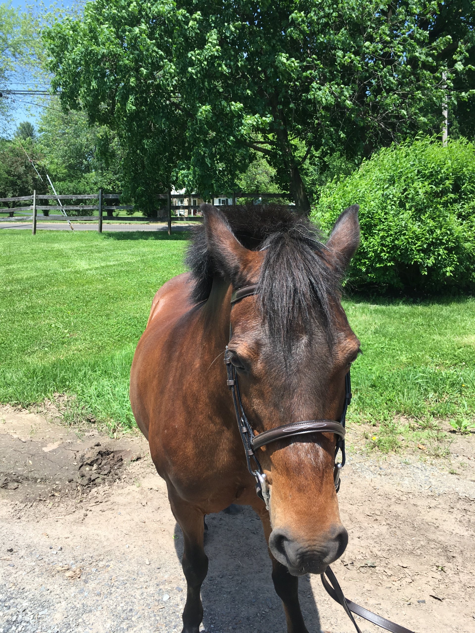 Private and group horseback riding lessons in Montgomery County, PA