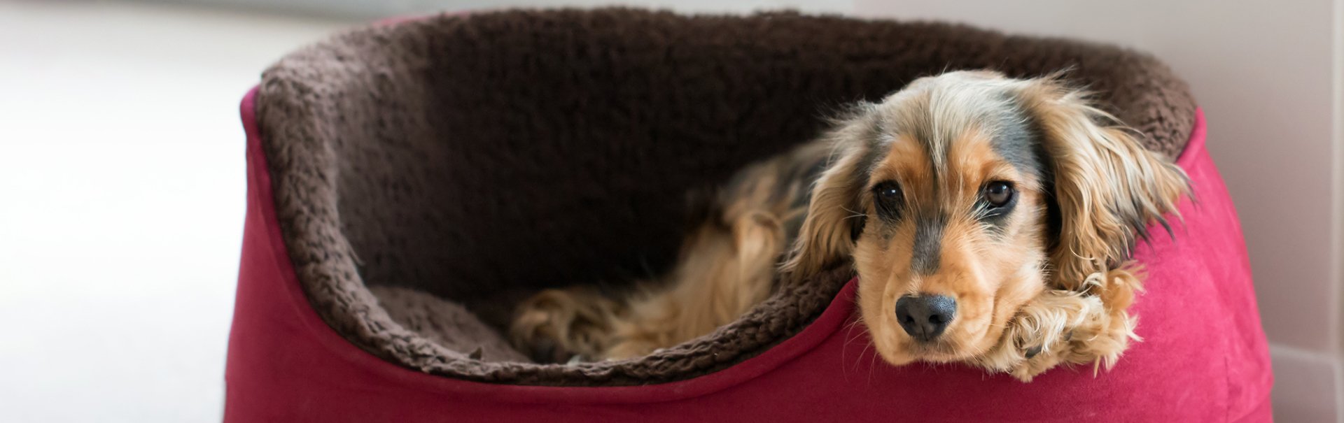 Benefits of Doggy Daycare