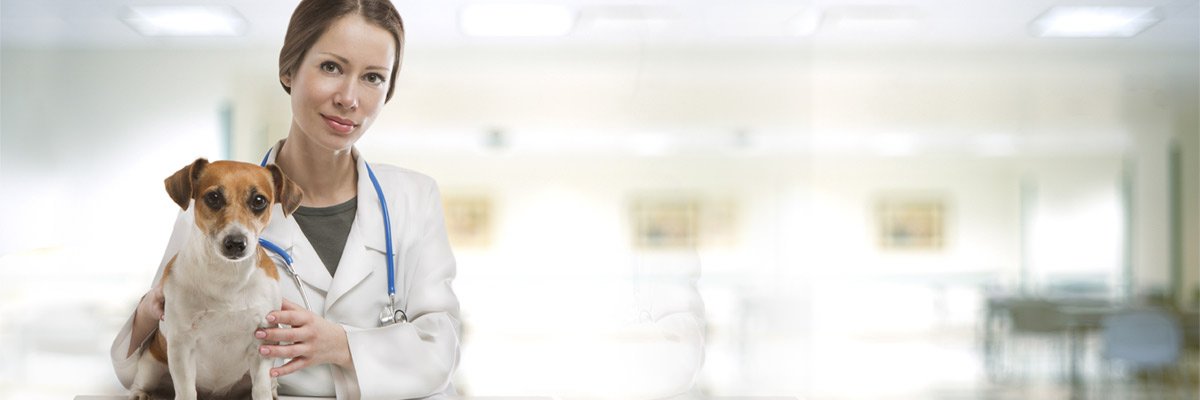 Smithfield veterinary services veterinarian with dog