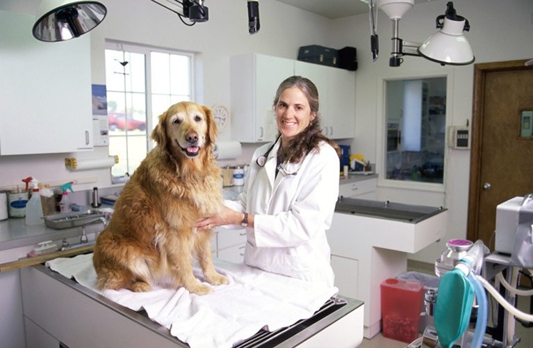 Smithfield Veterinary Services Pet Surgery