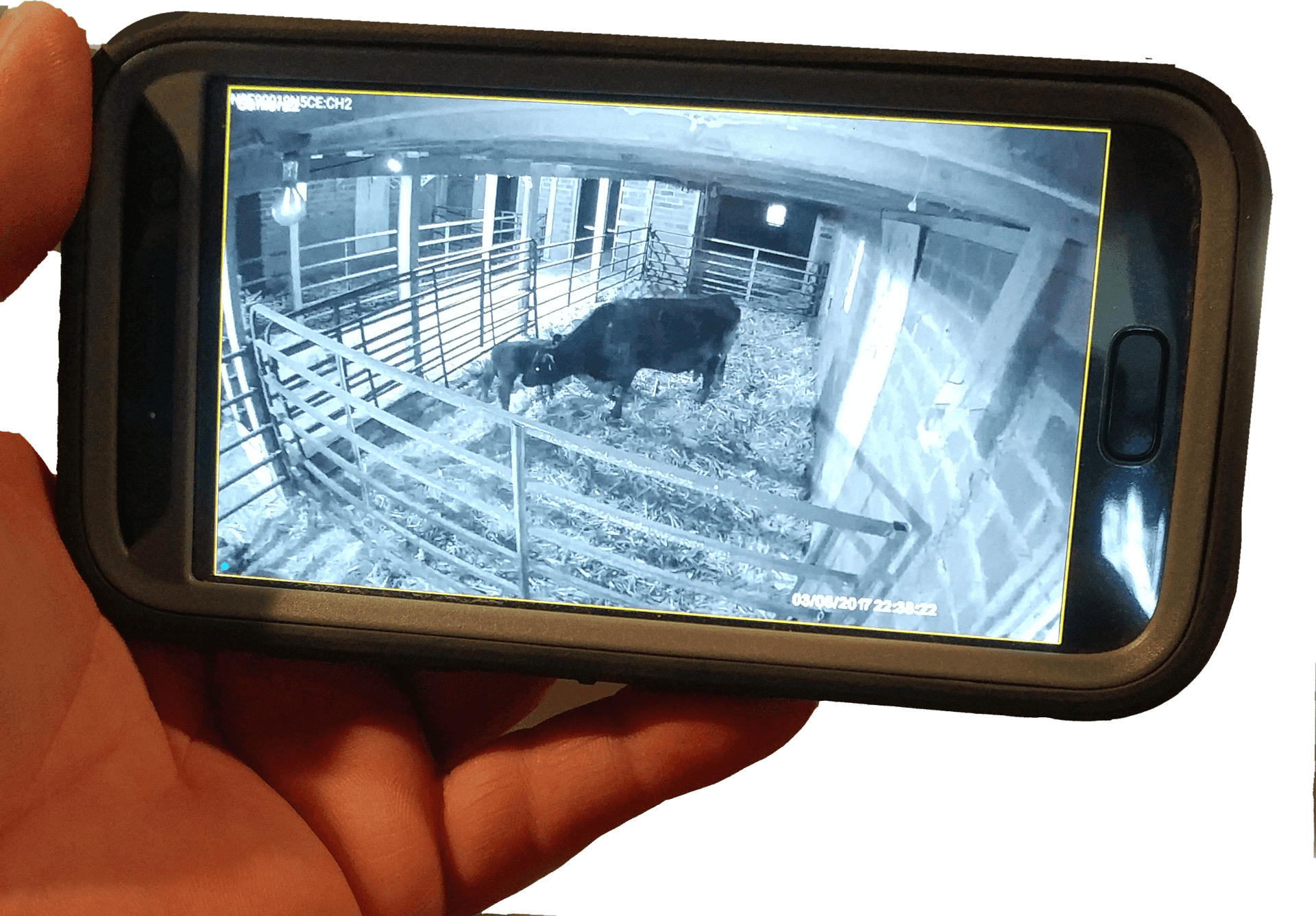 Riverwind™ High Definition Wireless Barn Cameras for calving, foaling