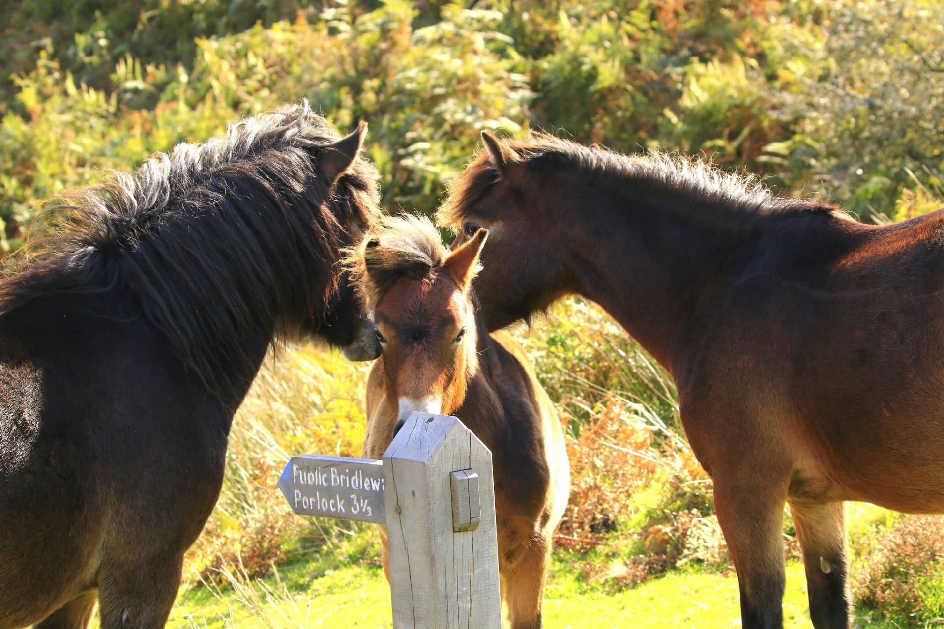 2019 Heritage Exmoor Pony Festival