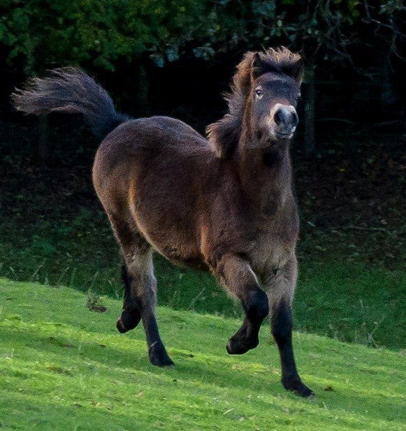 How to Buy Exmoor Ponies