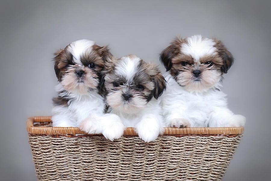 Cachorros Shih Tzu en Venta Shihtzu.mx Mexico