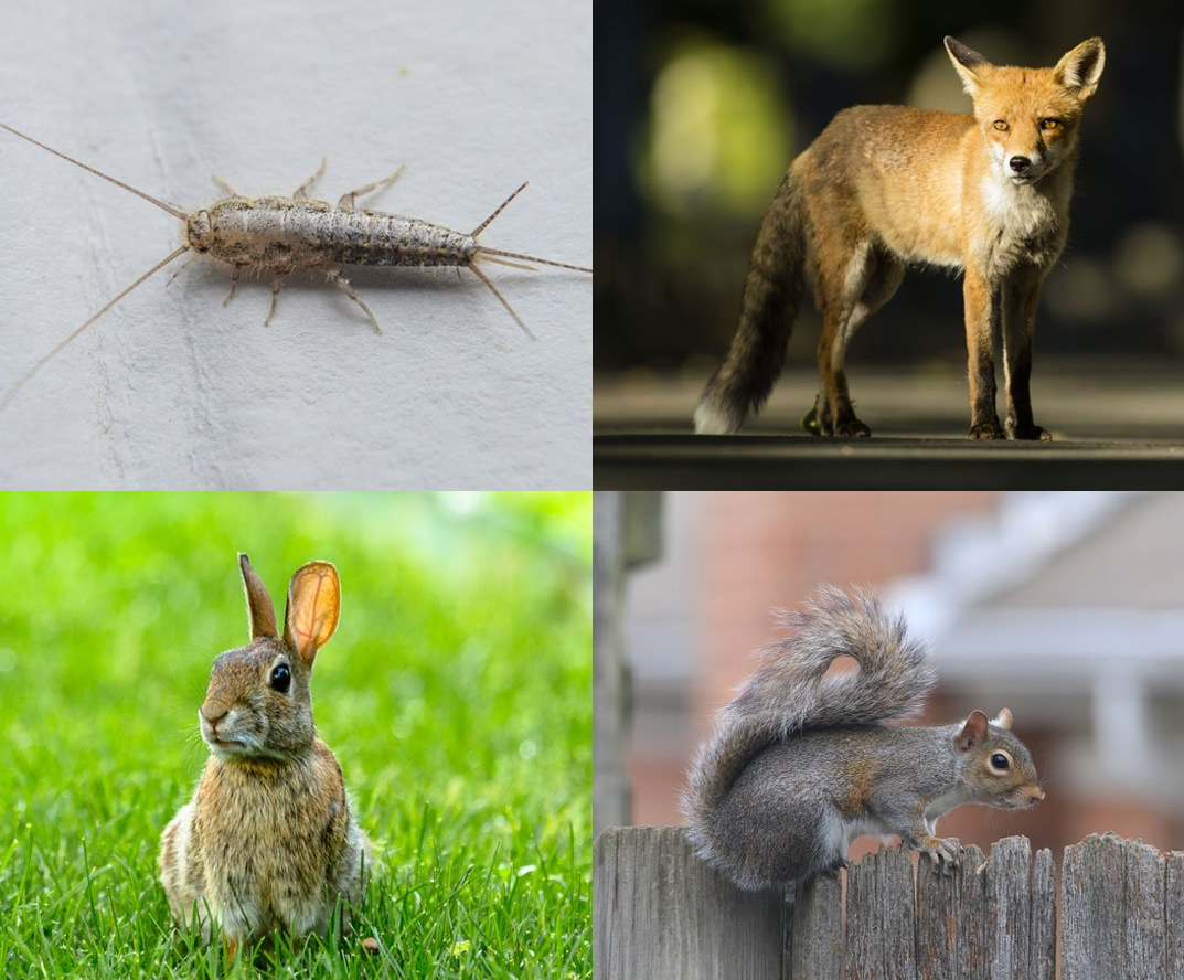 Pest Control Basingstoke