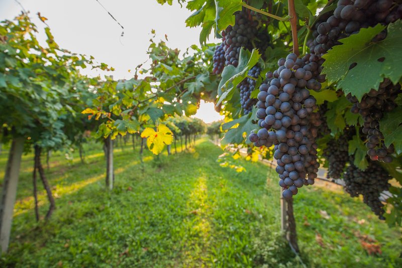 Bothell Area Waddell Properties, Inc.