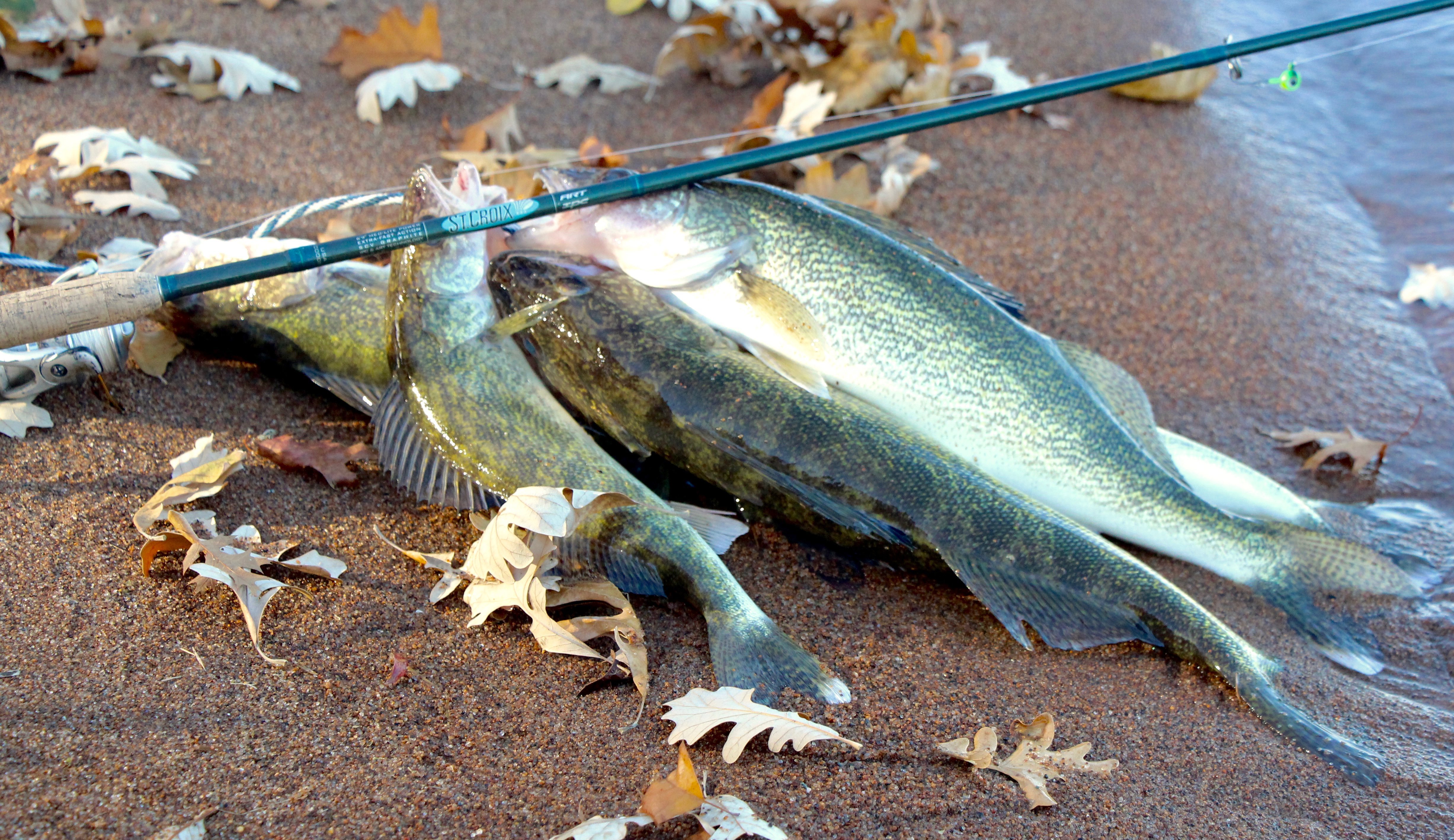 Guide tested tips for fall walleye