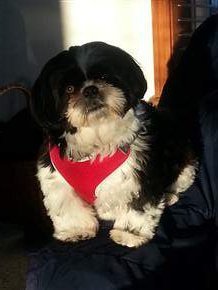 shih tzu collars shih tzu collars and harnesses choosing the right one shih tzu collars shih tzu collars and harnesses choosing the right one