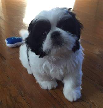 9 week shih tzu the cutest shih tzu photo gallery 9 week shih tzu the cutest shih tzu photo gallery