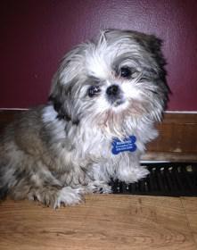 3 month shih tzu behavior the cutest shih tzu photo gallery 3 month shih tzu behavior the cutest shih tzu photo gallery