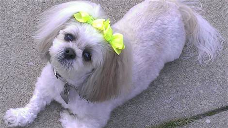 yellow shih tzu the cutest shih tzu photo gallery yellow shih tzu the cutest shih tzu photo gallery