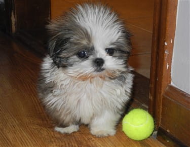 cost of shih tzu puppies expected cost of a shih tzu puppy cost of shih tzu puppies expected cost of a shih tzu puppy