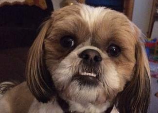 shih tzu teeth shih tzu origin interesting history and ancestry of the breed shih tzu teeth shih tzu origin interesting history and ancestry of the breed