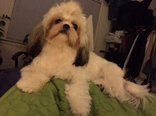 shih tzu pronunciation dictionary how to pronounce shih tzu the true detailed pronouncation meaning shih tzu pronunciation dictionary how to pronounce shih tzu the true detailed pronouncation meaning