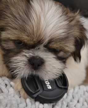 shih tzu intelligence level shih tzu intelligence the true measures of shih tzu intellect shih tzu intelligence level shih tzu intelligence the true measures of shih tzu intellect