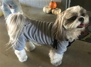 shih tzu pajamas shih tzu skin information center shih tzu pajamas shih tzu skin information center
