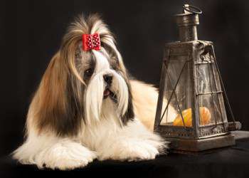 tiny size imperial shih tzu imperial tea cup shih tzu weight size breed standards tiny size imperial shih tzu imperial tea cup shih tzu weight size breed standards