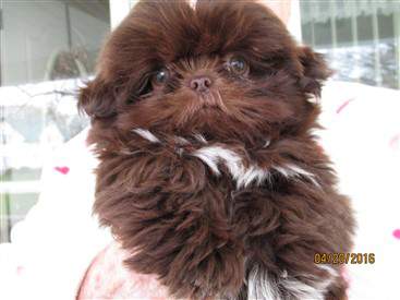 shih tzu colors shih tzu information center color explanation shih tzu colors shih tzu information center color explanation