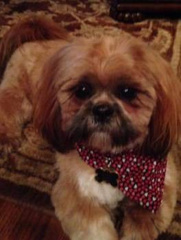 best grooming brush for shih tzu shih tzu grooming tools items needed for proper groom best grooming brush for shih tzu shih tzu grooming tools items needed for proper groom