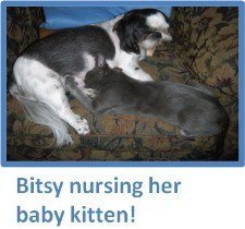 can shih tzu drink milk shih tzu and cats creating a happy household can shih tzu drink milk shih tzu and cats creating a happy household
