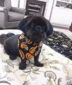 shih tzu chewing shih tzu chewing or at paws shih tzu chewing shih tzu chewing or at paws