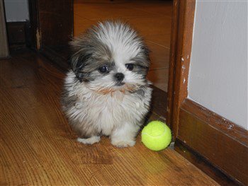 shih tzu colors brown shih tzu information center color explanation shih tzu colors brown shih tzu information center color explanation