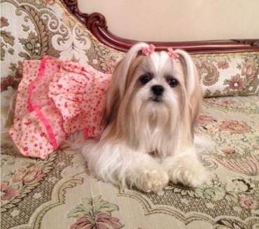 how to groom the of a shih tzu how to groom a shih tzu techniques for a puppy or tzu how to groom the of a shih tzu how to groom a shih tzu techniques for a puppy or tzu