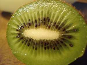can dogs eat kiwi can shih tzu puppies and dogs eat fruit can dogs eat kiwi can shih tzu puppies and dogs eat fruit