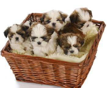 how much should my shih tzu weigh shih tzu informaton center your tzu how much should my shih tzu weigh shih tzu informaton center your tzu