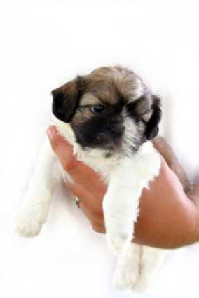 weaning shih tzu puppies shih tzu info center puppy weaning weaning shih tzu puppies shih tzu info center puppy weaning