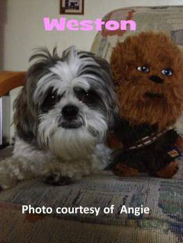 can a shih tzu walk 3 shih tzu sleep and all sleeping issues can a shih tzu walk 3 shih tzu sleep and all sleeping issues
