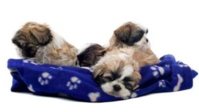 3 month shih tzu behavior shih tzu information center pregnancy 3 month shih tzu behavior shih tzu information center pregnancy