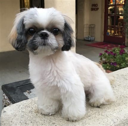 Image result for shih-tzu smell